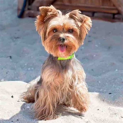 yorkshire terriers for rehoming near me.